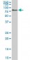 GCP60 / ACBD3 Antibody (clone 2G2)